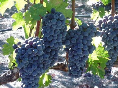 Đạo Trời (P4): HY VỌNG CỦA NGƯỜI VIỆT