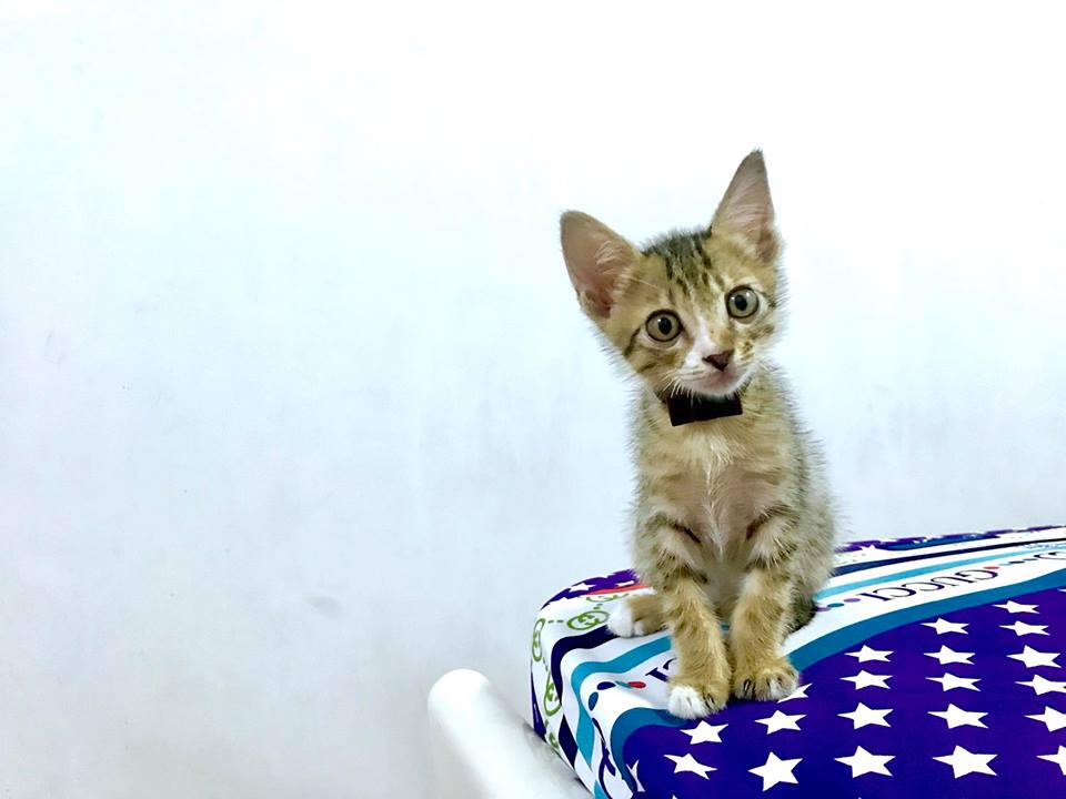 “Mẹ ơi, thú cưng có được lên Thiên Đàng?”