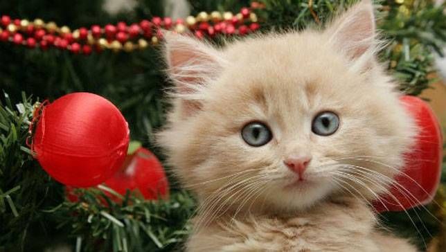 5 điều con mèo dạy tôi về tình yêu của Chúa