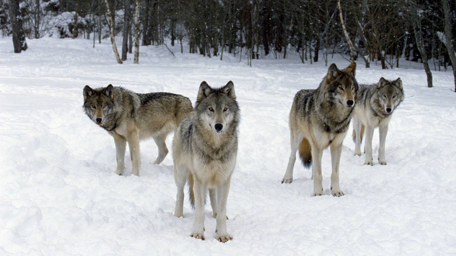 Chiến thắng bầy sói đố kỵ