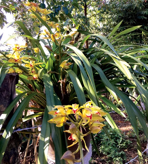 Cả làng nghiện thuốc phiện tin Chúa