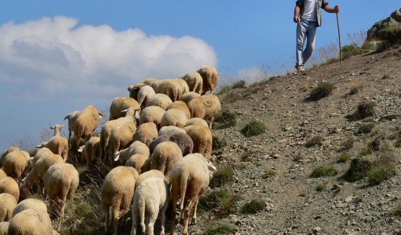 Những người chăn dẫn chiên ra khỏi… Phúc Âm