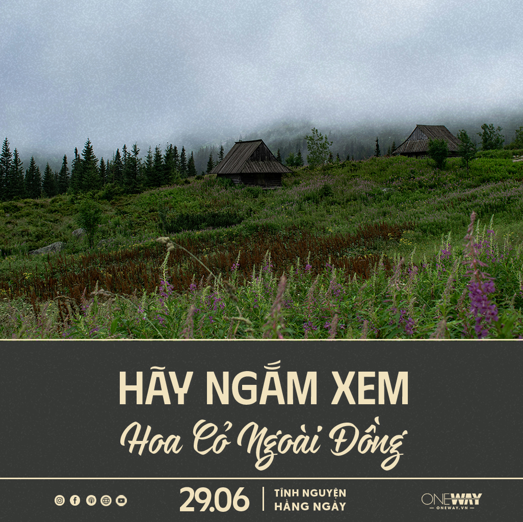 Tĩnh Nguyện Hằng Ngày 29/06: Hãy Ngắm Xem Hoa Cỏ Ngoài Đồng