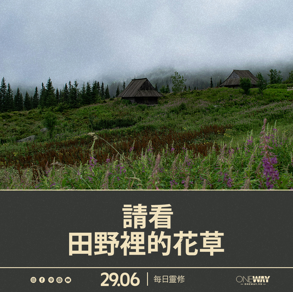 6月29日 每日靈修: 請看野地裡的花草